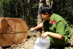 (Ảnh minh họa: Hoài Nam/TTXVN)