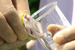 (Ảnh minh họa: Nam Thái/TTXVN)