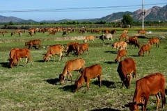 (Ảnh minh họa: Ngọc Hà/TTXVN)