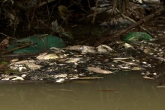 (Ảnh minh họa: Phước Ngọc/TTTXVN)