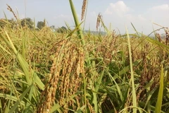 (Ảnh minh họa: Nguyễn Nam/TTXVN)