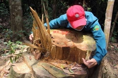 Nhiều cây gỗ có đường kính lớn, thuộc nhóm quý hiếm tại khu vực rừng phòng hộ Sông Kôn, huyện Đông Giang, Quảng Nam, bị chặt hạ. (Ảnh: Đỗ Trưởng/TTXVN)