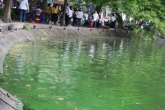 Tảo đặc quánh góc hồ. (Ảnh Mạnh Khánh/TTXVN)