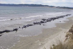 Cá voi và cá heo mắc cạn chết hàng loạt tại bờ biển New Zealand. (Nguồn: laprensalatina.com)