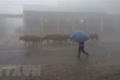 Sương mù dày đặc trên đèo Pha Đin. (Ảnh: Phan Tuấn Anh/TTXVN)