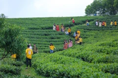 Những người tham gia Green Innovation Tour được chia sẻ nhiều hơn về cây chè, đóng góp ý kiến xây dựng thương hiệu địa phương dựa vào tài sản trí tuệ, góp phần nâng cao đời sống của người dân. (Ảnh: Minh Sơn/Vietnam+)