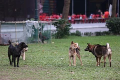 Đã gần 2 năm từ khi Nghị định 90/2017/NĐ-CP của Chính phủ ban hành quy định đối với hành vi không đeo rọ mõm cho chó hoặc không xích giữ chó, không có người dắt khi đưa chó ra nơi công cộng sẽ bị phạt từ 600.000 đồng đến 800.000 đồng. (Ảnh: Minh Sơn/Vietn