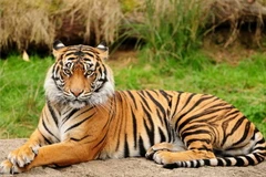 Hà Tĩnh điều tra vụ nấu cao hổ trái phép tại Thạch Hà