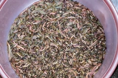 Hải Dương: Đặc sản rươi Tứ Kỳ được mùa, được giá