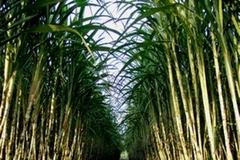 Công ty đường Kon Tum lần đầu bảo hiểm mua mía