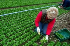 Kim ngạch xuất khẩu nông sản Italy đạt cao kỷ lục