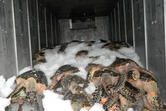 Bắt quả tang xe đông lạnh chở 1 tấn rùa biển quý hiếm 