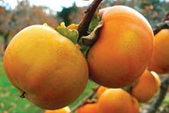 Giá hồng không hạt ổn định, cao gấp 2 lần các năm 