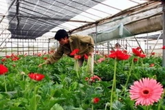 Ảnh minh họa. (Nguồn: Internet)