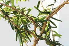 Cây xáo tam phân ở rừng Hòn Hèo, thị xã Ninh Hòa, Khánh Hòa. (Nguồn: tinnong)