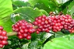 Ảnh minh họa. (Nguồn: Internet)