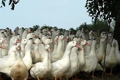 Ảnh minh họa. (Nguồn: aqui.fr)