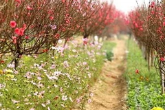 Ảnh minh họa. (Nguồn: Internet)