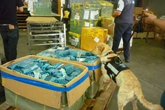 Thuốc giảm béo độc hại bị chó nghiệp vụ phát hiện. (Nguồn: AFIP)