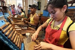 Công nhân làm việc tại nhà máy sản xuất thuốc lá ở Havana - một doanh nghiệp nhà nước Cuba. (Nguồn: efe.com)