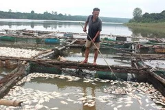 Cá chết trắng trong bè. (Ảnh minh họa của Đậu Tất Thành/TTXVN)