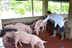 Tiêm vắcxin phòng tai xanh. (Ảnh: Quang Quyết/TTXVN)