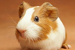 Ảnh minh họa. (Nguồn: Internet)