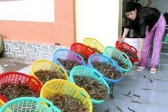 Thu hoạch tôm thẻ chân trắng ở huyện Năm Căn, Cà Mau. (Ảnh: Lê Huy Hải/TTXVN) 