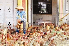 Một điểm bán gà thải loại tại chợ Hà Vỹ. (Nguồn: tienphong.vn). 