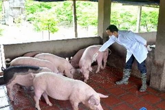 Tiêm phòng vắcxin cho đàn lợn. (Ảnh: Quang Quyết/TTXVN)