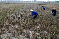 Nỗi buồn có "gieo" mà không có "gặt" của nông dân huyện Lục Nam, Bắc Giang, do bị ngập vì mưa bão. (Ảnh: Đình Huệ/TTXVN) 