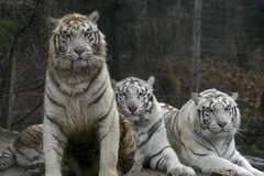 Hổ Trắng ở Everland - Công viên giải trí tại Yongin, Hàn Quốc. (Ảnh: EPA/TTXVN) 