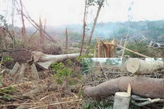 Nhiều dự án trồng rừng, trồng cao su… ở Đắk Lắk đang để mất rừng một cách tràn lan.