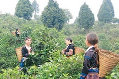 Thu hái chè tuyết cổ thụ Suối Giàng. (Nguồn: baoyenbai.com.vn)