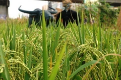 Ảnh minh họa. (Nguồn: Internet)