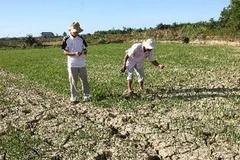 (Ảnh minh họa của Hồ Cầu/TTXVN)