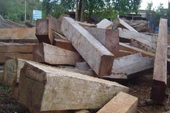 Toàn bộ số gỗ phát hiện cất giấu tại Tiểu khu 1027 khu vực biên giới xã Đắk Lao đã được đưa tập kết về Hạt Kiểm lâm huyện Đác Mil để điều tra, xử lý. (Nguồn: nhandan)