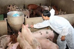 Tiêm vắcxin phòng chống dịch lở mồm long móng. (Ảnh: Đình Huệ/TTXVN)