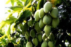 Vườn xoài cát Hòa Lộc. (Ảnh: Đình Huệ/TTXVN)