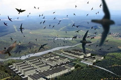 Bạc Liêu: Mẫu xét nghiệm chim yến âm tính với H5N1 