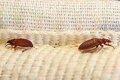 Rệp thường ẩn náu trên hoặc chung quanh giường, ghế ngồi, mùng màn và quần áo. (Nguồn: Internet)