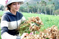 Sắp xếp từng bó tỏi trên cánh đồng dưới chân núi Thới Lới trước khi vận chuyển về nhà. (Nguồn: kinhtenongthon)