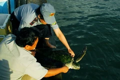 Thả một con đồi mồi về biển. (Ảnh minh họa của Huỳnh Sử/TTXVN)