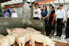 Ảnh minh họa. (Nguồn: Đình Huệ/TTXVN)