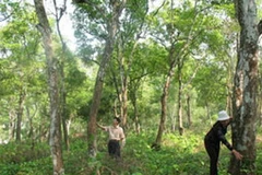 Rừng Sến Tam Quy ở huyện Hà Trung, tỉnh Thanh Hóa. (Nguồn: Internet)