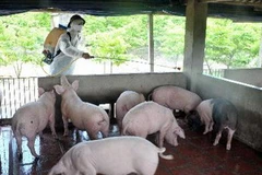 Phum thuốc khử trùng, tiêu độc chuồng trại cho một hộ chăn nuôi lợn. (Ảnh: Quang Quyết/TTXVN)