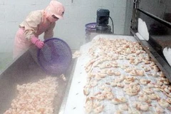 Chế biến tôm xuất khẩu. (Ảnh: Trần Việt/TTXVN)