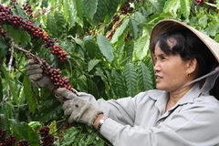Thu hoạch càphê ở vùng chuyên canh càphê huyện Đắk hà, tinrnh Lâm Đồng.(Ảnh: Trần Lê Lâm/TTXVBN)