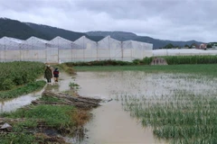 Một vườn hành tây của người dân xã Lạc Xuân, huyện Đơn Dương bị ngập trong nước lũ. (Ảnh: Nguyễn Dũng/TTXVN)