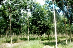 Cây cao su đảm bảo nâng cao đời sống nhân dân trong vùng dự án. (Ảnh: Hoàng Chương/Vietnam+)